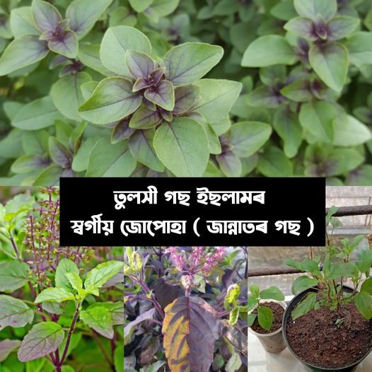 তুলসী গছ জান্নাতৰ গছ